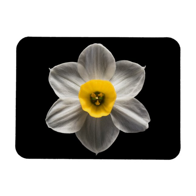 Imán Flores | Flor de Daffodil blanca (Horizontal)