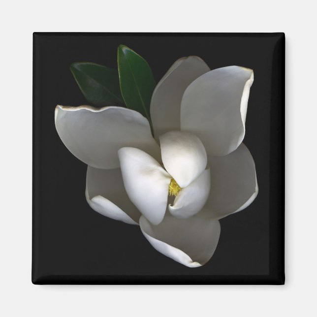 Imán Flores | Flor de magnolia blanca única (Frente)