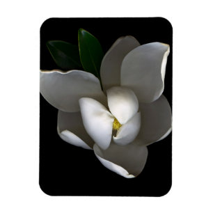 Imán Flores   Flor de magnolia blanca única