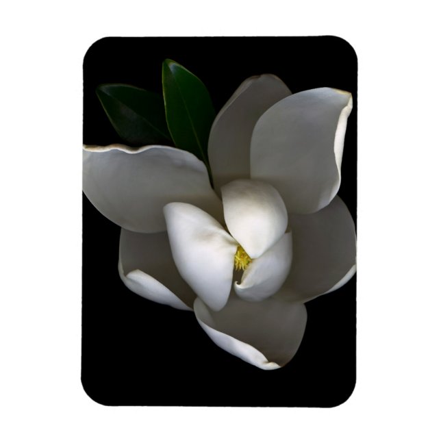 Imán Flores | Flor de magnolia blanca única (Vertical)