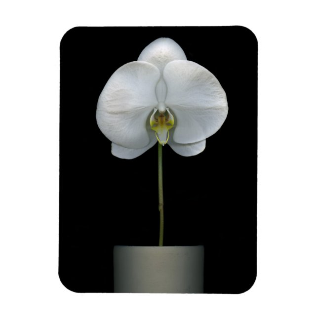 Imán Flores | Flor de orquídeas blancas (Vertical)