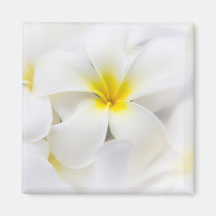 Imán Flores florales del Plumeria del Frangipani blanco