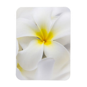 Imán Flores florales del Plumeria del Frangipani blanco