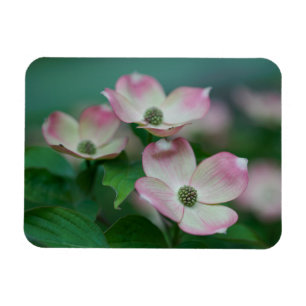 Imán Flores   Flores de dogwood