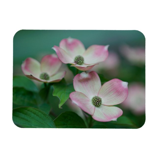 Imán Flores | Flores de dogwood (Horizontal)