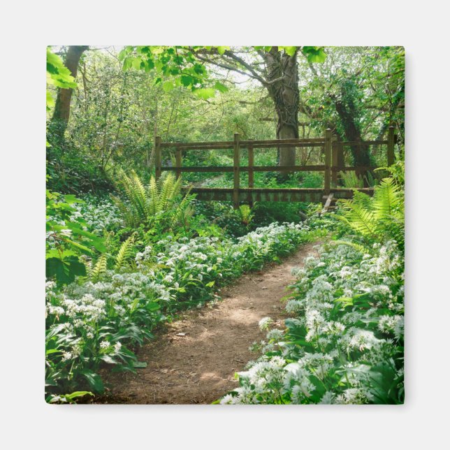 Imán Flores | Flores silvestres blancas en el bosque (Frente)