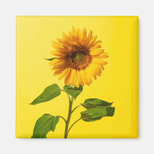 Imán Flores | Girasol amarillo (Frente)