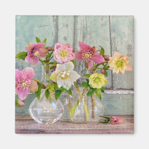 Imán Flores   Hellebores en vasos