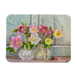 Imán Flores   Hellebores en vasos