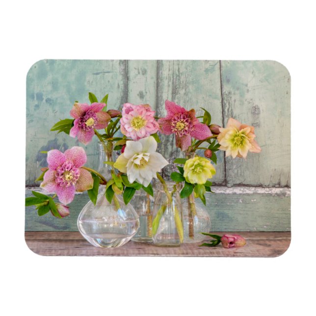 Imán Flores | Hellebores en vasos (Horizontal)