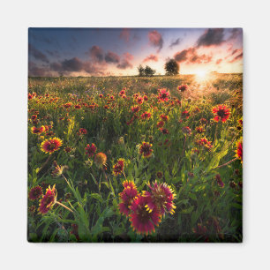 Imán Flores Indio Blanket Wildflower Texas