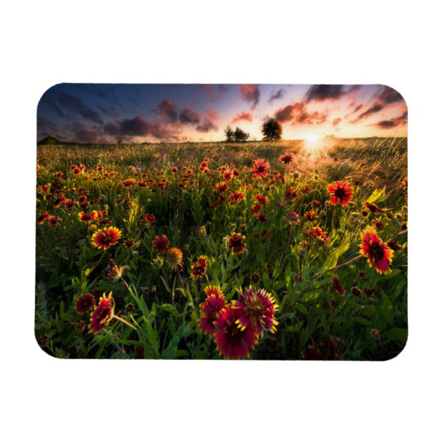 Imán Flores | Indio Blanket Wildflower Texas (Horizontal)