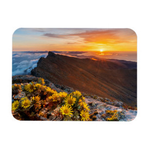Imán Flores   Islas Canarias, España