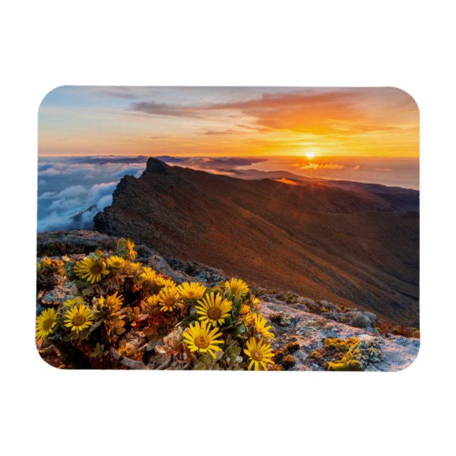 Imán Flores | Islas Canarias, España (Horizontal)