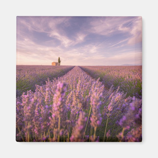 Imán Flores | Lavender Southern France (Frente)