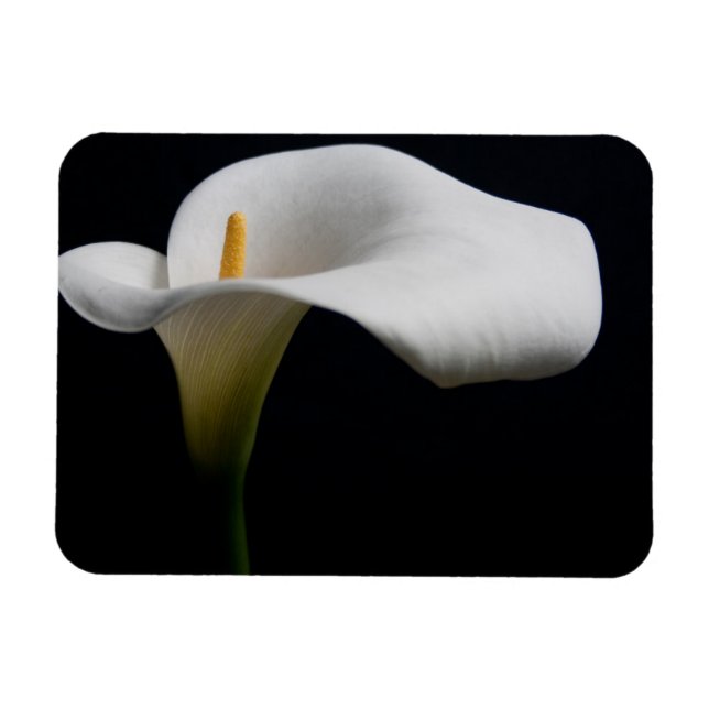 Imán Flores | Lirio de Calla Blanca (Horizontal)