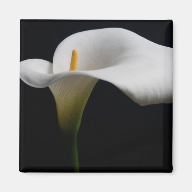 Imán Flores | Lirio de Calla Blanca (Frente)