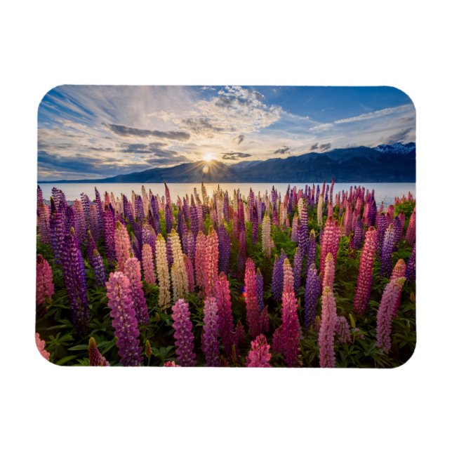 Imán Flores | Lupines New Zealand (Horizontal)