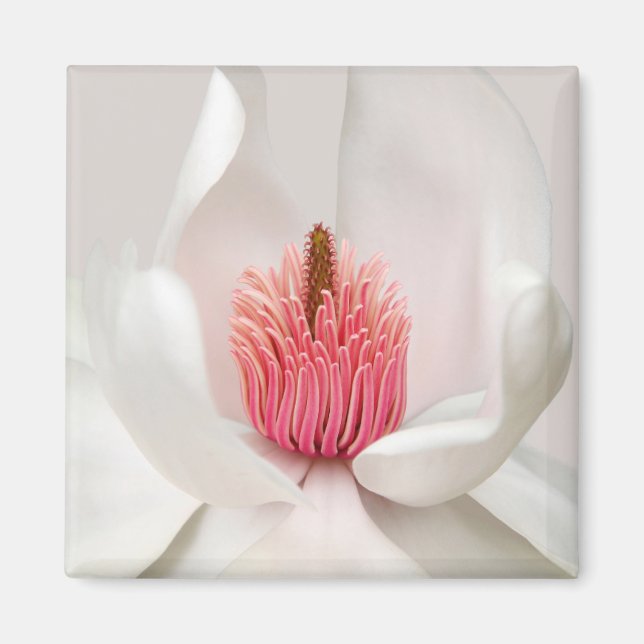 Imán Flores | Magnolia blanca (Frente)