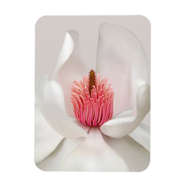 Imán Flores | Magnolia blanca (Vertical)