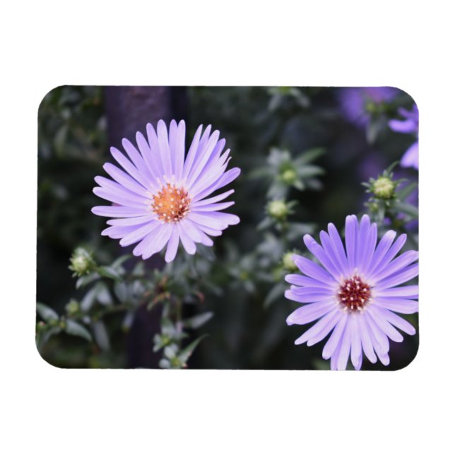 Imán Flores moradas Verano naturaleza fotografía floral (Horizontal)