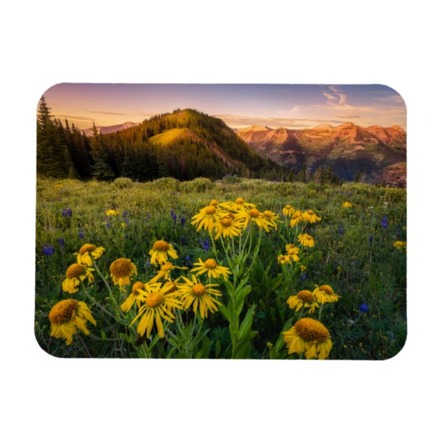 Imán Flores | Mountain Meadow Crested Butte Colorado (Horizontal)