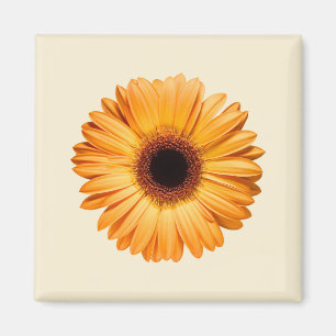 Imán Flores   Naranja Gerbera