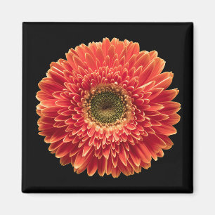 Imán Flores Naranja Gerbera Daisy