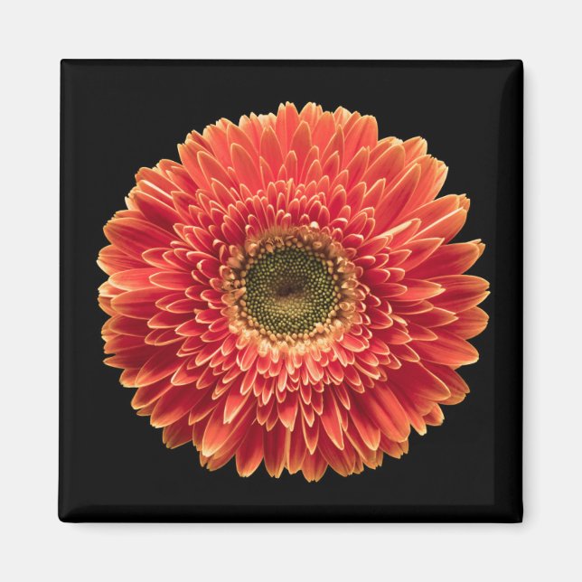 Imán Flores | Naranja Gerbera Daisy (Frente)