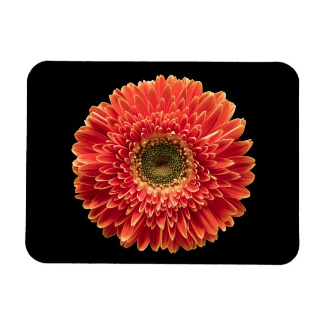 Imán Flores | Naranja Gerbera Daisy (Horizontal)