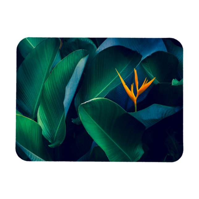 Imán Flores | Pájaro del paraíso (Horizontal)