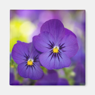 Imán Flores   Pansies morados