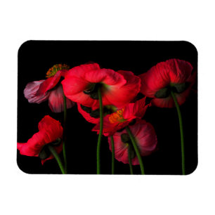 Imán Flores   Paquetes rojos