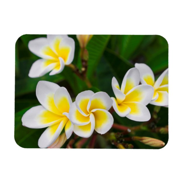Imán Flores plumerias cerca, Hawaii (Horizontal)