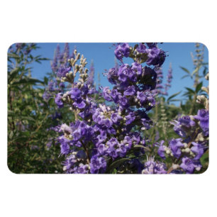 Imán Flores púrpuras de árbol de casta