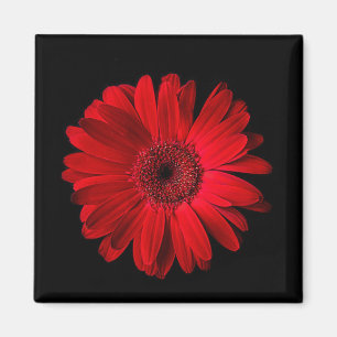 Imán Flores Red Gerbera Daisy