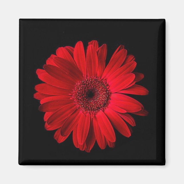 Imán Flores | Red Gerbera Daisy (Frente)