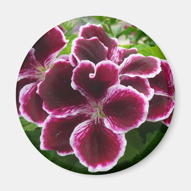 Imán Flores Regal Geranium Elegante Maroon Floral Lugga (Frente)