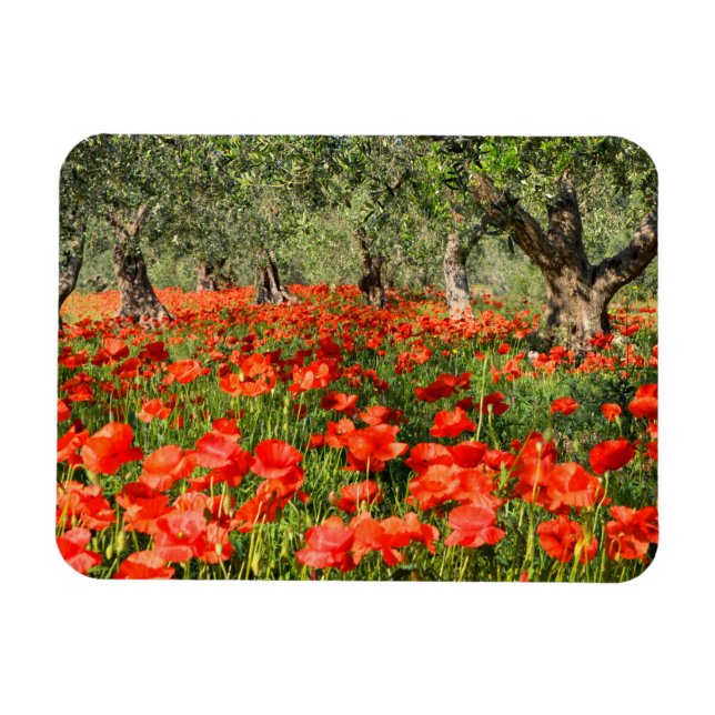 Imán Flores rojas de amapola bajo viejos olivos (Horizontal)