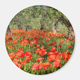 Imán Flores rojas de amapola bajo viejos olivos