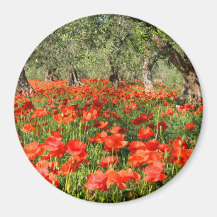 Imán Flores rojas de amapola bajo viejos olivos