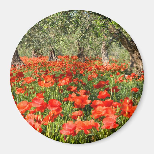 Imán Flores rojas de amapola bajo viejos olivos (Frente)