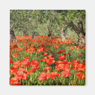 Imán Flores rojas de la amapola debajo de los olivos