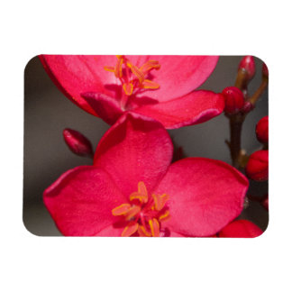 Imán Flores rojas y rosadas tropicales de Fiji