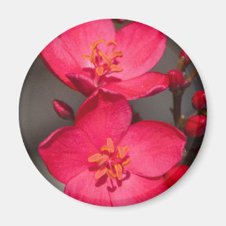 Imán Flores rojas y rosadas tropicales de Fiyi