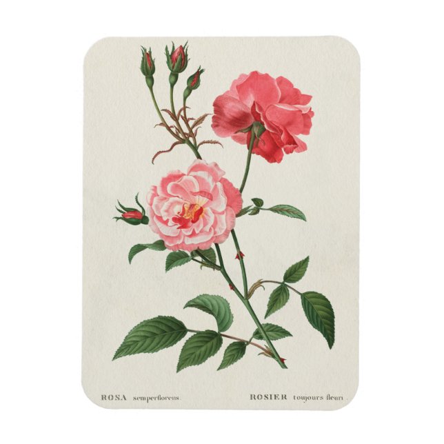 Imán Flores Rosa de época (Vertical)