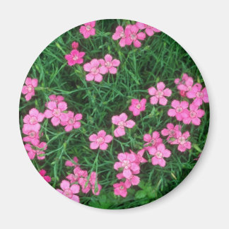 Imán Flores rosadas de Maiden (Dianthus Deltoides)