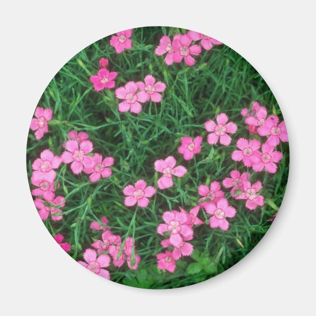 Imán Flores rosadas de Maiden (Dianthus Deltoides) (Frente)