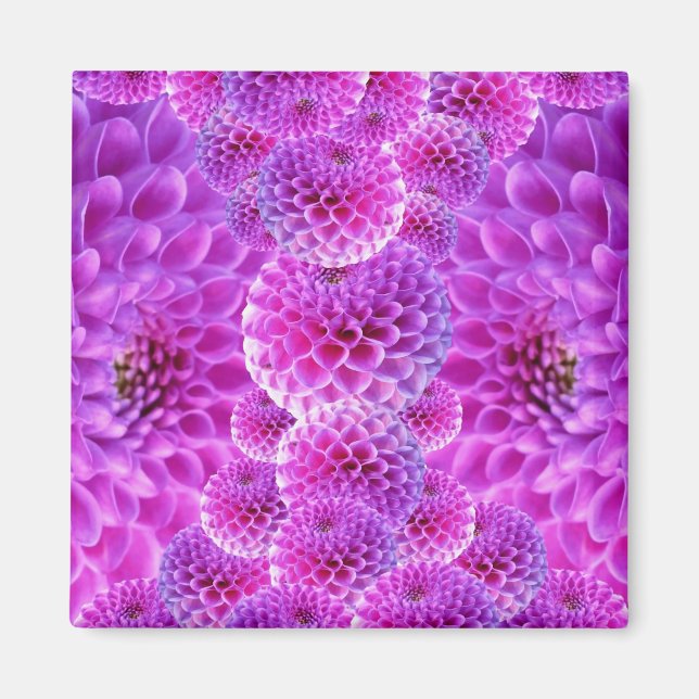 Imán Flores rosadas de PomPom Dahlia (Frente)