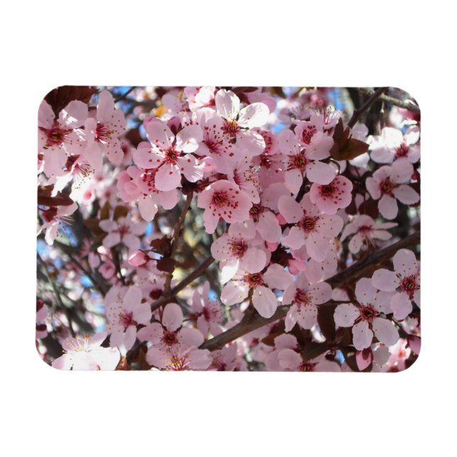 Imán Flores rosas en el árbol floreciente ornamental (Horizontal)